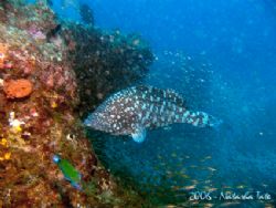 Taken at Cod Sanctury Exmouth, Murion Islands. This big g... by Natasha Tate 